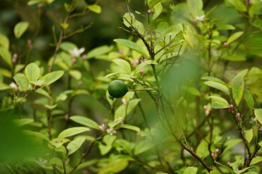 Citrus aurantiifolia ağacına yakın çekim