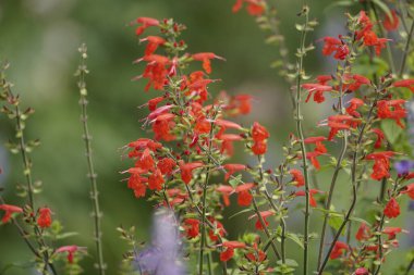 Salvia ihtişamlı kertenkele çiçeğine yakın çekim