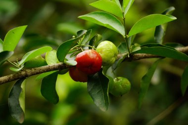 Olgun Malpighia emarginata meyvesine yakın çekim
