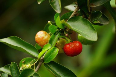 Olgun Malpighia emarginata meyvesine yakın çekim