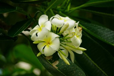 Plumeria acutifolia çiçeğinin yakın çekimi