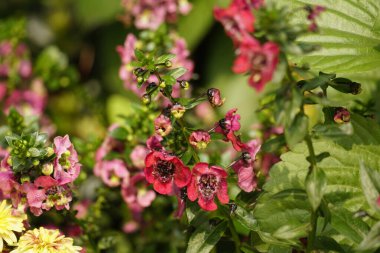 Bahçede pembe bir Angelonia çiçeği