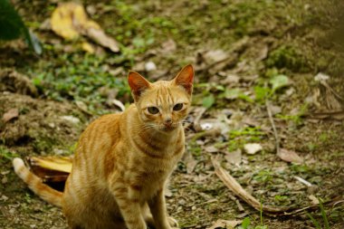 Çimlerin üzerindeki sevimli kedi.