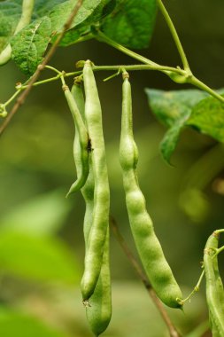 Yakın plan - taze çiğ organik fasulye dalında.