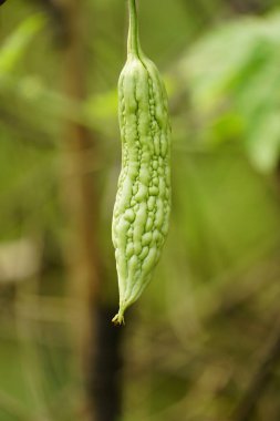 Ağaçta Momordica Charantia meyvesinin yakın çekimi