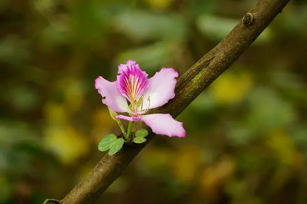 Bauhinia Variegata çiçeğinin yakın çekimi