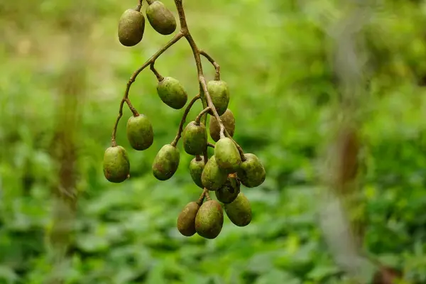 Spondias mombin meyvesinin yakın çekimi