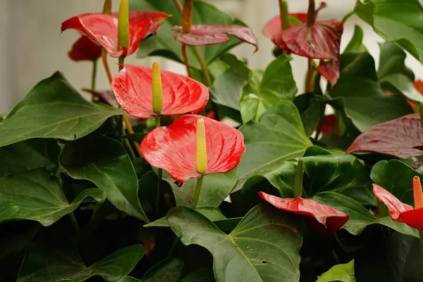 Anthurium andraeanum çiçeğine yakın çekim