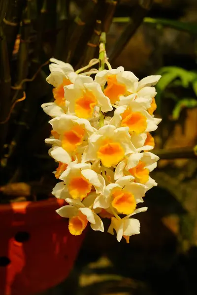 Bahçedeki güzel orkide çiçeği