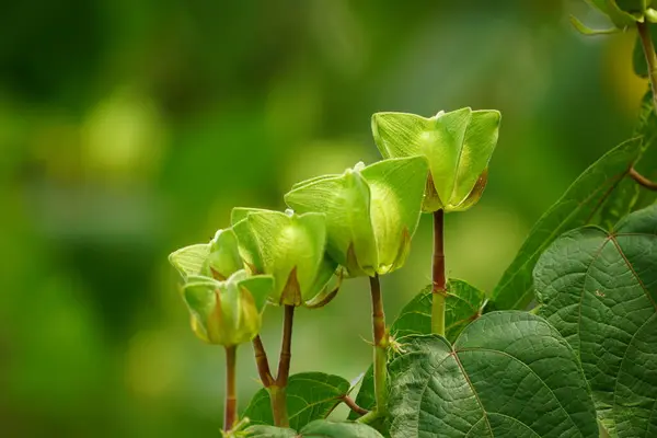 Güzel botanik fotoğrafı, doğal duvar kağıdı.