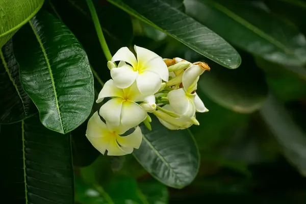 Plumeria Rubra çiçeğinin yakın çekimi