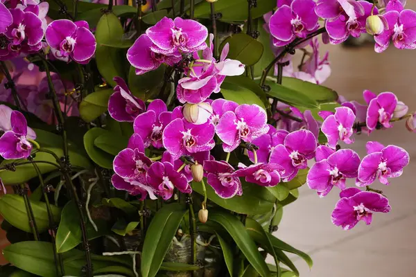 Mor orkide çiçek çiçeklenme
