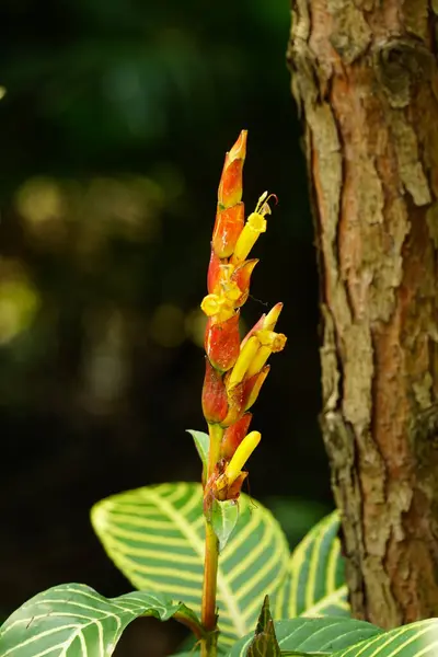Sanchezia çiçeklerinin açtığı yakın plan