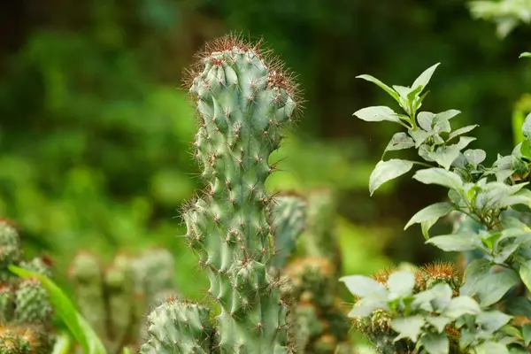 Cactaceae bitkisine yakın çekim