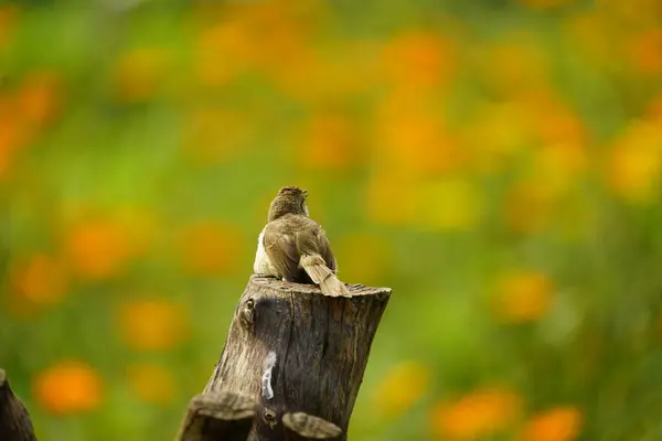 Ağacın dalında bir kuş