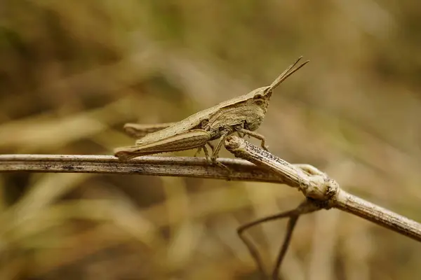 Bir dalın üzerindeki çekirgeye yaklaş