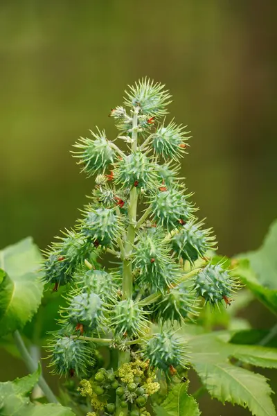 Ricinus komünis meyvesinin yakın çekimi.