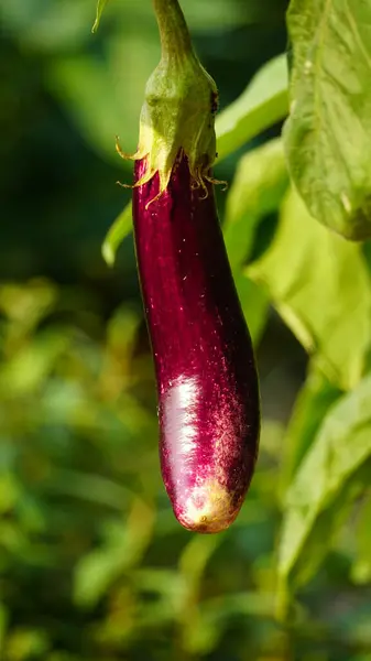 Bahçedeki kırmızı patlıcan