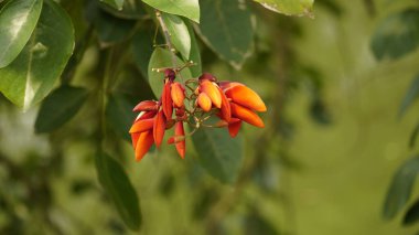 beautiful botanical shot, Mucuna bennettii clipart