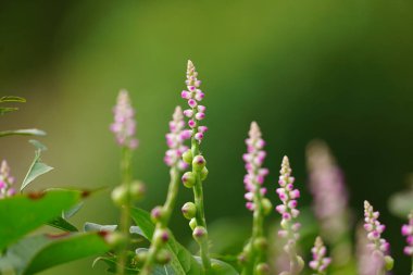 Bahçedeki çiçekleri kapat, Basella Rubra.