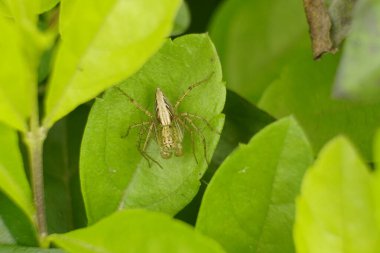 Yaprağın üzerinde yeşil yaprak böceği - Oxyopes salticus