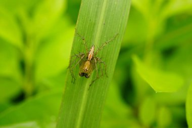 Böcek, yeşil çimenlikteki böcek - Oxyopes salticus
