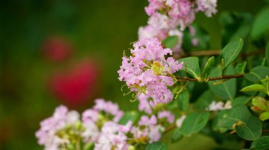 Çiçek açan Rosa multiflora çiçeğinin yakın çekimi