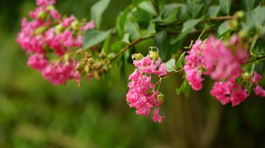 Çiçek açan Rosa multiflora çiçeğinin yakın çekimi