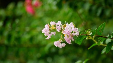 Çiçek açan Rosa multiflora çiçeğinin yakın çekimi