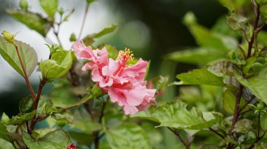 Bahçedeki güzel pembe çiçekler
