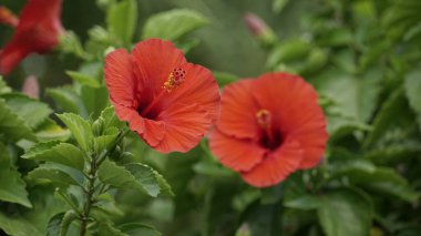 Bahçedeki kırmızı amber çiçeği