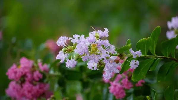 Çiçek açan Rosa multiflora çiçeğinin yakın çekimi