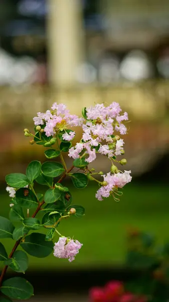 Çiçek açan Rosa multiflora çiçeğinin yakın çekimi