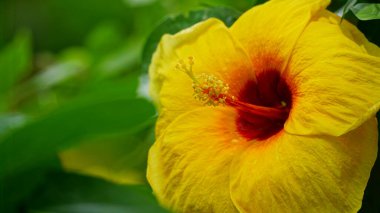 Sarı amber çiçeğinin yakın çekimi.