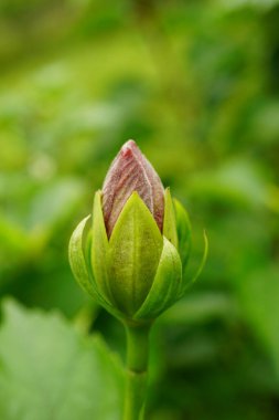 Çiçek açan amberin yakın çekimi