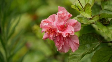 Çiçek açan amberin yakın çekimi