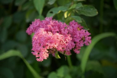 Bahçede açan Rosa multiflora çiçeklerinin yakın çekimi