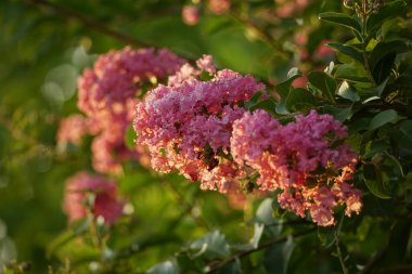 Bahçede açan Rosa multiflora çiçeklerinin yakın çekimi