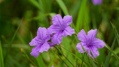 Çiçek açan Ruellia angustifolia çiçeğinin yakın çekimi