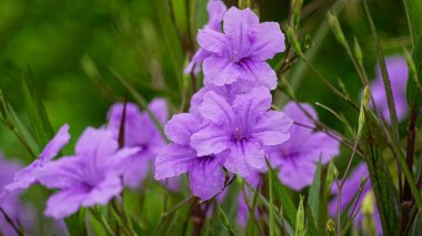 Çiçek açan Ruellia angustifolia çiçeğinin yakın çekimi