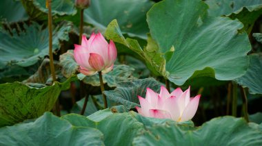 Bahçedeki güzel nilüfer çiçeği