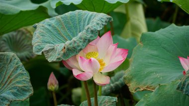 Bahçedeki nilüfer çiçeği