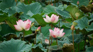 Bahçedeki nilüfer çiçeği