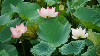 Bahçedeki nilüfer çiçeği