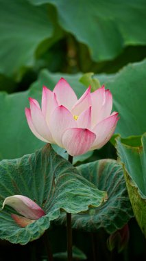 Bahçedeki güzel nilüfer çiçeği