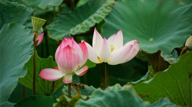 Gölette nilüfer çiçeği