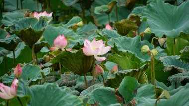 Bahçedeki güzel nilüfer çiçeği