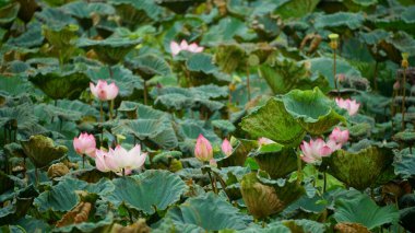 Güzel botanik fotoğrafı, doğal duvar kağıdı.