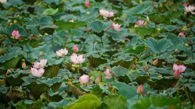 Güzel botanik fotoğrafı, doğal duvar kağıdı.