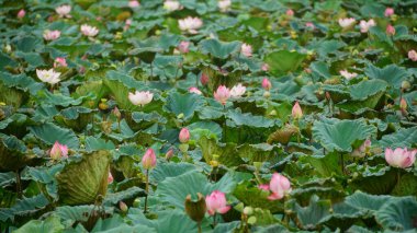 Bahçedeki nilüfer çiçekleri